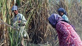 EU to probe sugar disputes