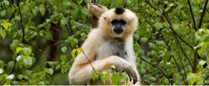 Do carbon credits really help communities that keep forests standing?