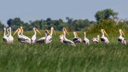 REDD+ soon one-third of protected land 
