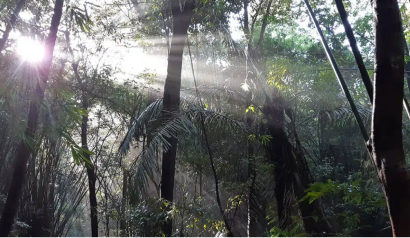 Indigenous land rights are key to conservation in Cambodia (commentary)
