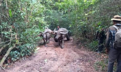 សហគមន៍​ព្រៃ​ឡង់​ថា ក្រុមហ៊ុន​ប្រើ​រទេះក្របី​ជាច្រើន​ដឹកឈើ​ចេញពី​ព្រៃ​ឡង់​ខេត្ត ព្រះវិហារ 