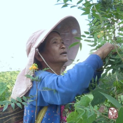 Cambodian Deforestation and Poverty 