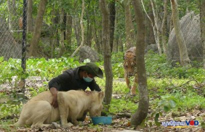 សង្គម​ស៊ីវិល​និង​ពលរដ្ឋ​​បារម្ភ​ថា​ការ​​បាត់បង់​ព្រៃ​ឈើ​តំបន់​ភ្នំ​តាម៉ៅ​នឹង​ធ្វើ​ឱ្យ​ប៉ះ​ពាល់​ដល់​ជម្រក​សត្វ​និង​បរិស្ថាន 