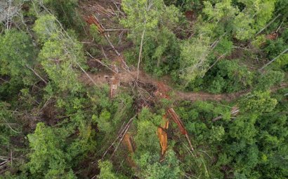 Preah Vihear’s Indigenous Patrollers Red Flag Preah Roka Logging 